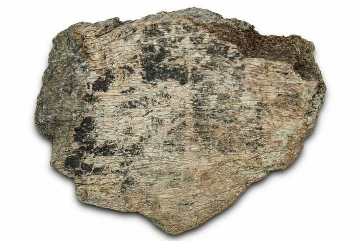 Dinosaur (Triceratops) Frill Shield Section - Montana #348083